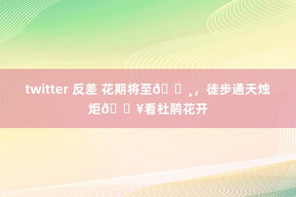 twitter 反差 花期将至🌸，徒步通天烛炬🔥看杜鹃花开